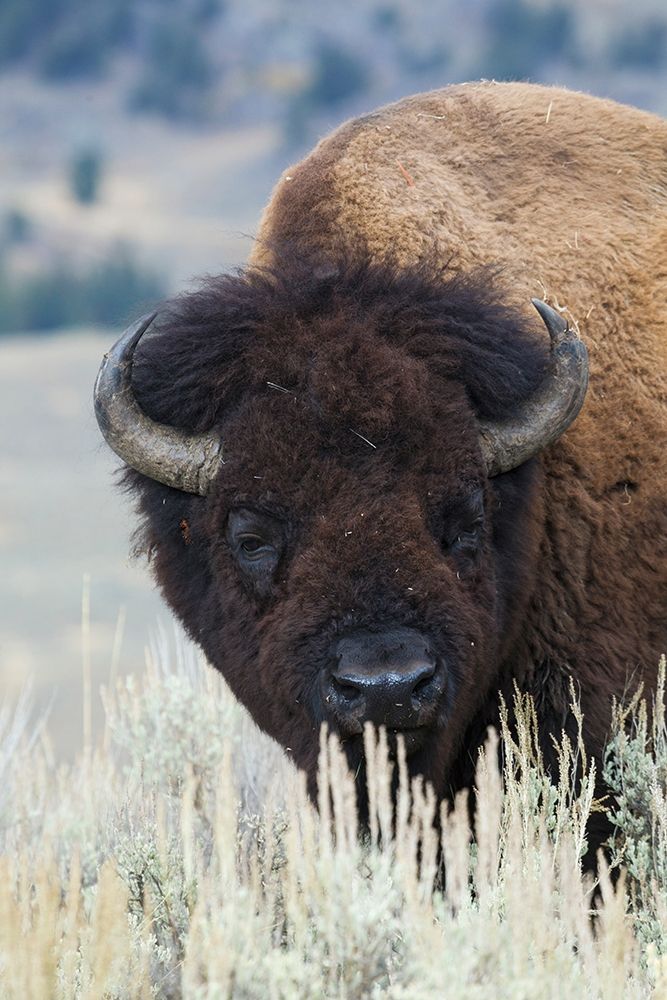 Big Bison Bull